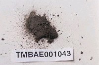 藏品(劍葉舌葉苔)的圖片